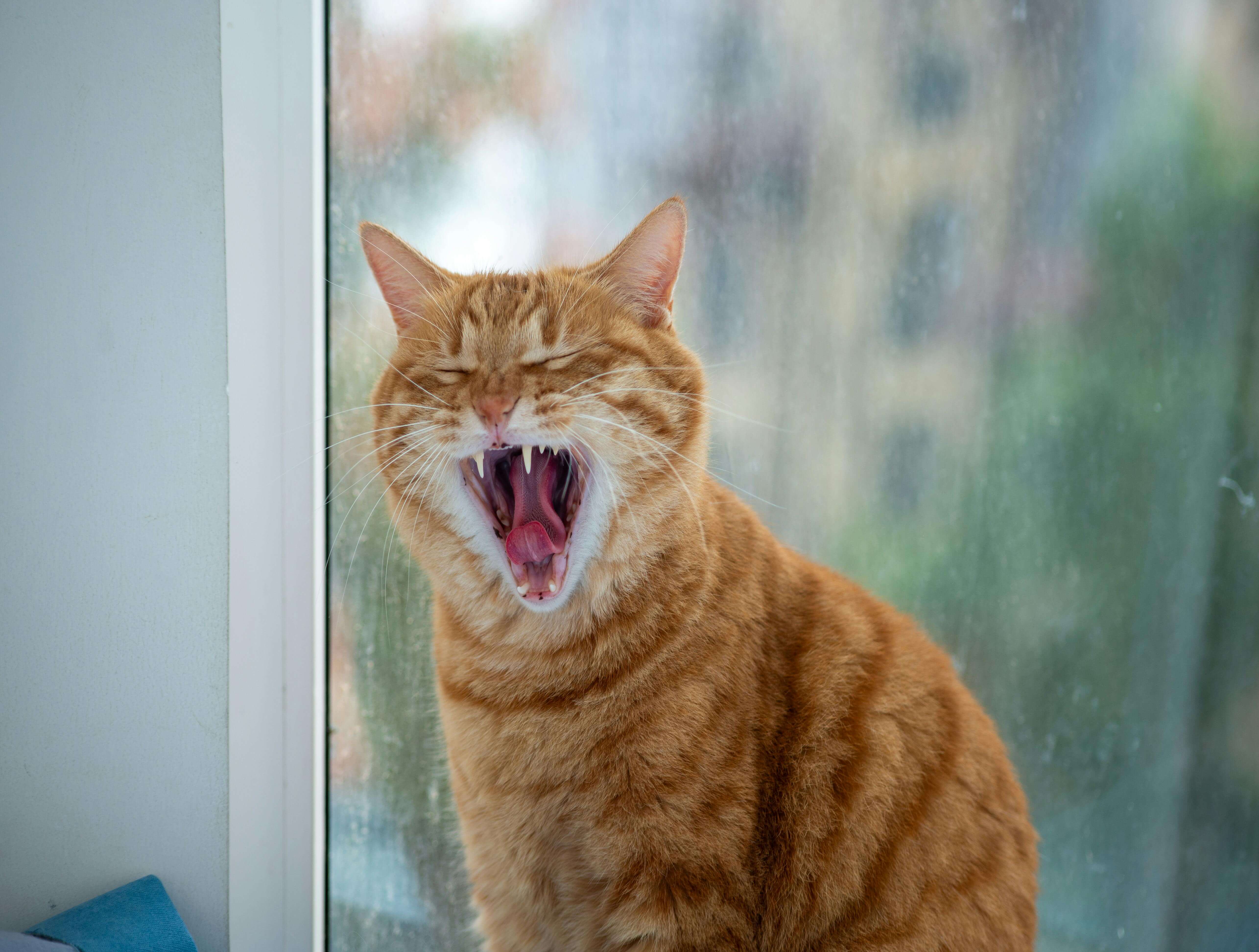 고양이 전용 보험&amp;#44; 가입해도 될까? 장단점 한눈에 비교(2025 최신판)