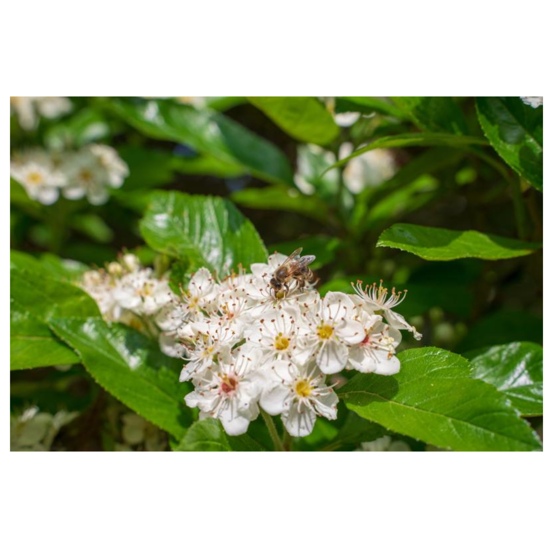 아로니아와 관련된 사진입니다.