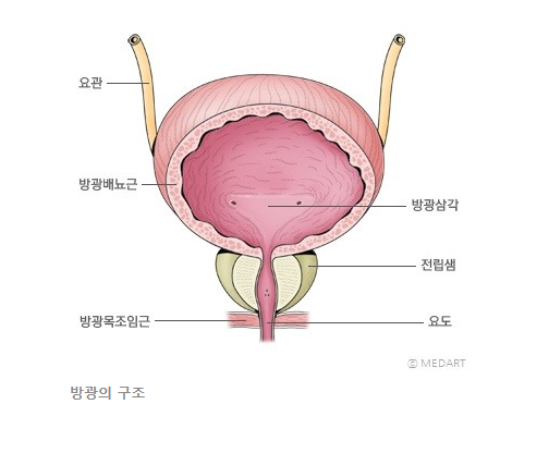 방광