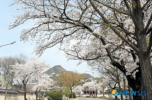 청와대 입구 벚꽃길 관련 사진