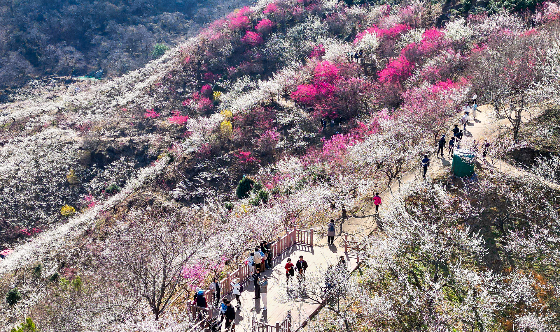 광양 매화마을 매화 군락지 만개 풍경, 국내 최대 규모 매화밭
