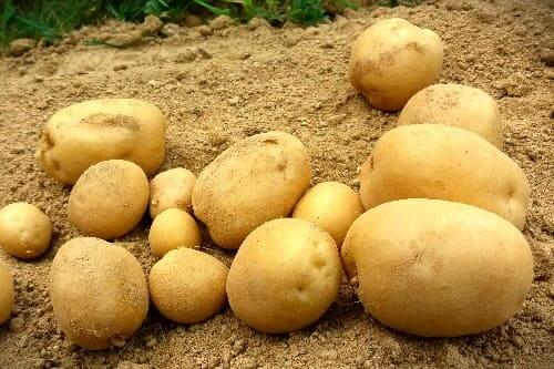 감자-재배방법-심는시기-수확시기-심는방법-파종방법