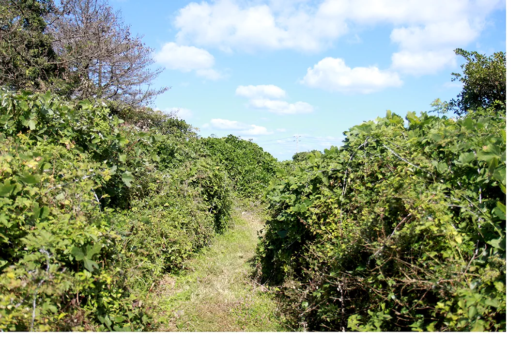 제주 올레길 14코스 초반 내륙 구간의 울창한 큰소낭 및 굴렁진 숲길 풍경. 좁은 흙길과 소나무들이 어우러진 한적한 모습 사진.