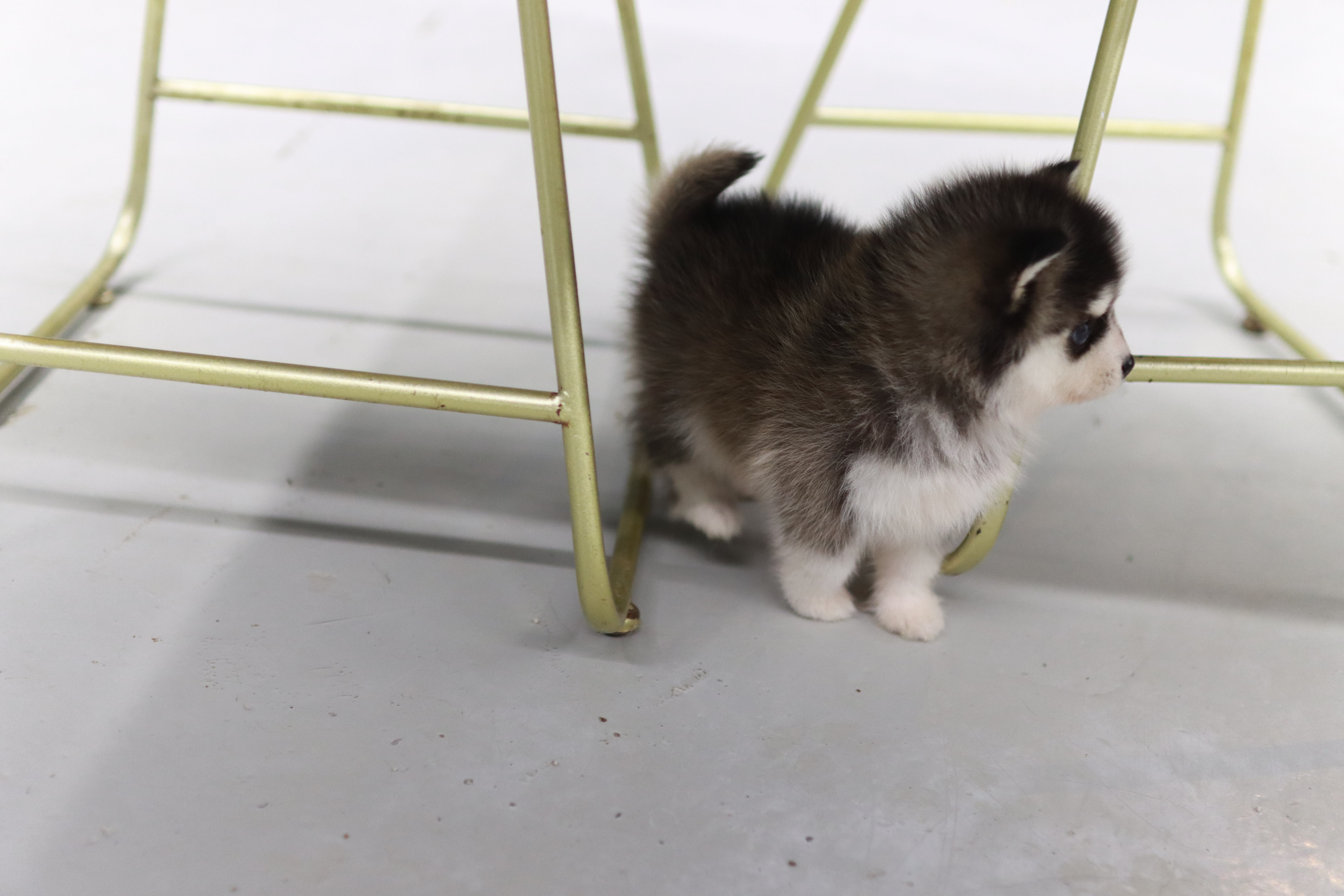 폼스키분양가격