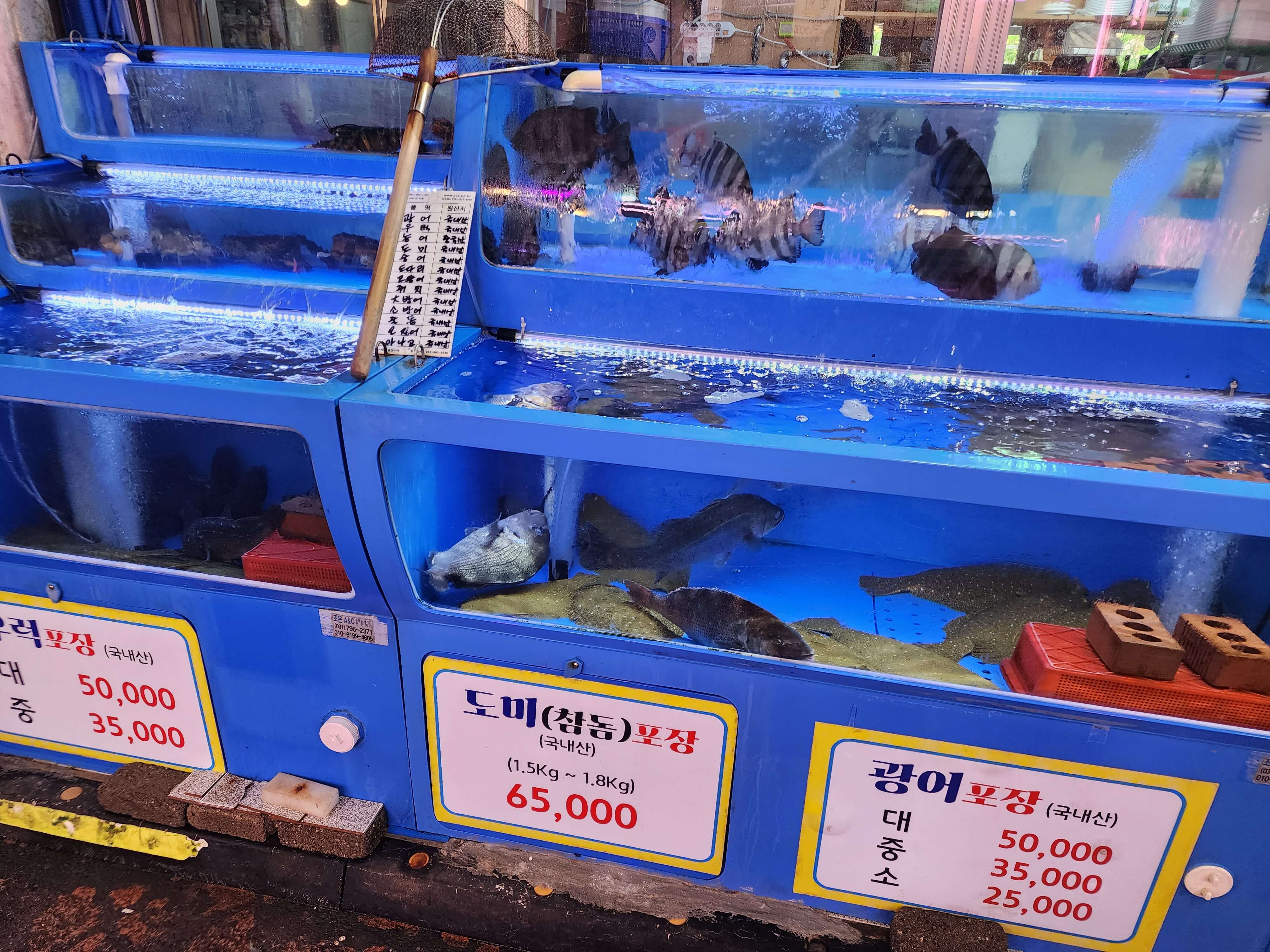 킹수산 횟감들 도미 광어