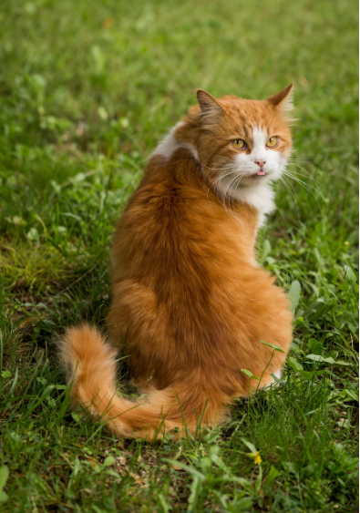 고양이 &lsquo;꼬리 흔들기&rsquo; 5단계 신호로 읽는 고양이 감정 해석법