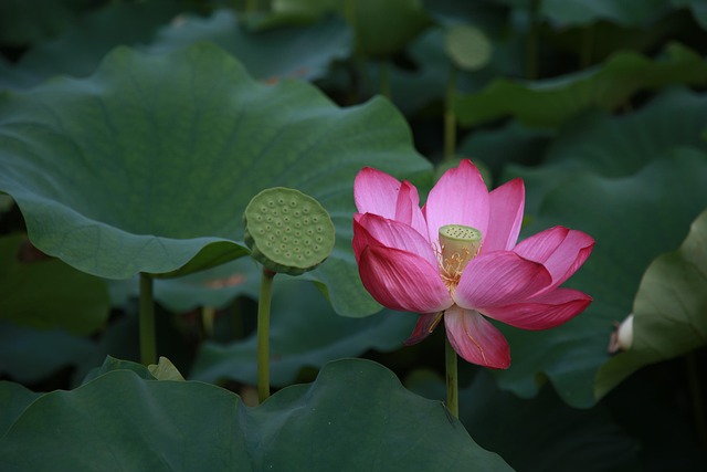 연꽃