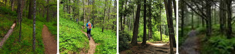 숲 속 트레킹 관련 사진