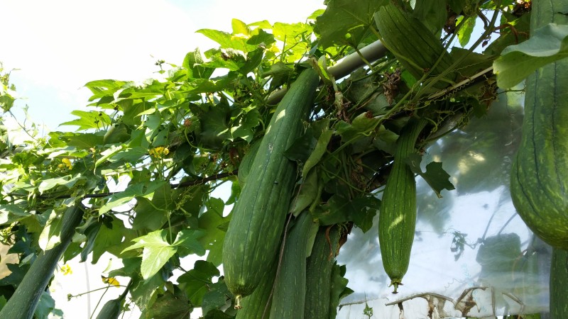 수세미박 효능 및 부작용