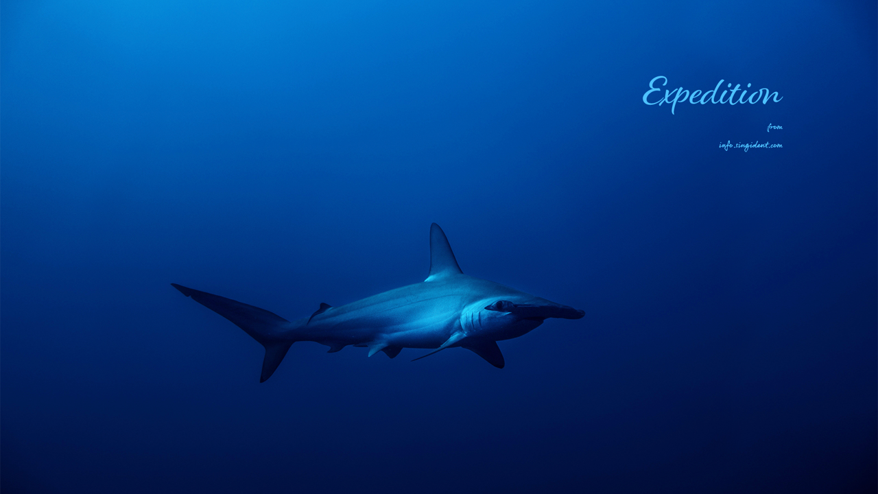 05 심해 상어 C - Expedition 여름배경화면