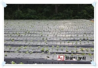 8월에 심는 밭작물 모종 채소 재배법 알아보기_16