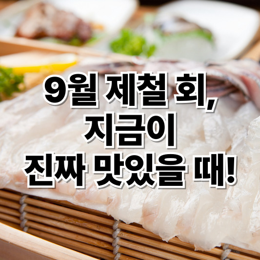 9월 제철 회 완벽 가이드