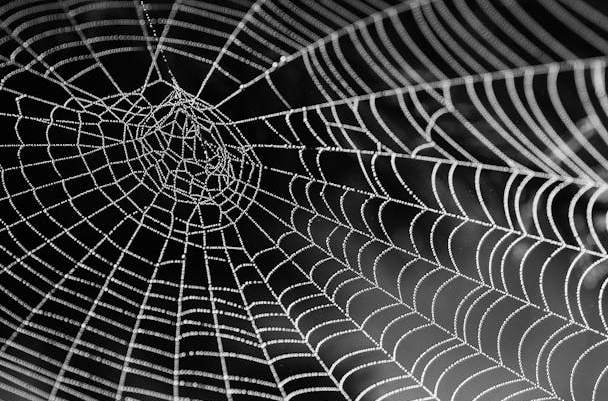 거미줄 패턴을 차용한 사이버 보안 시각화 기법