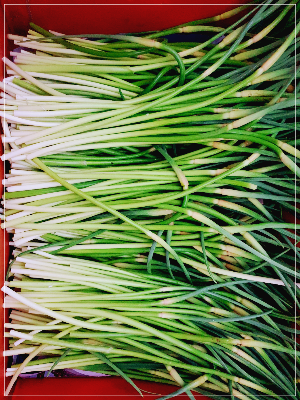 뽑은 마늘이 종이 박스안에 있는 모습