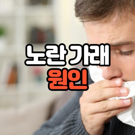 노란 가래 원인