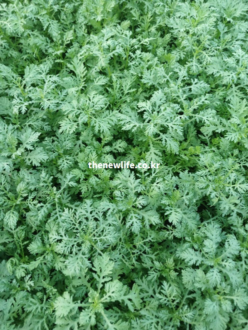 쑥갓의 효능을 설명하기 위하여 11월부터 3월 제철 맞은 싱싱한 쑥갓 밭 사진