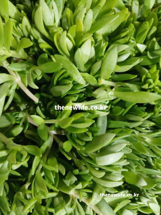 돌나물 효능 갱년기 증상 완화 이소플라본