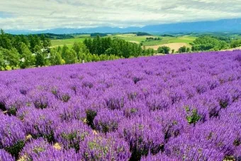 북해도 후라노 라벤더 축제 시즌 개화 시기 이벤트 일정 대표 명소 여행 완벽 가이드_10