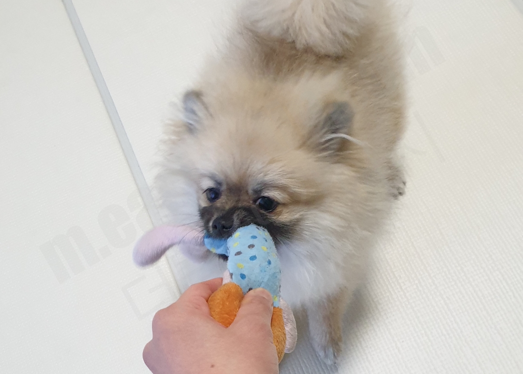 강아지 터그놀이 모습