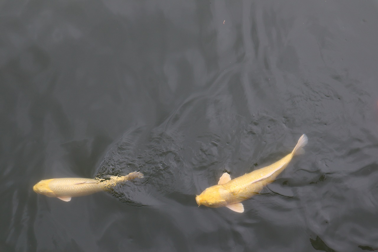 물고기, 잉어, 금붕어 잡는꿈 태몽