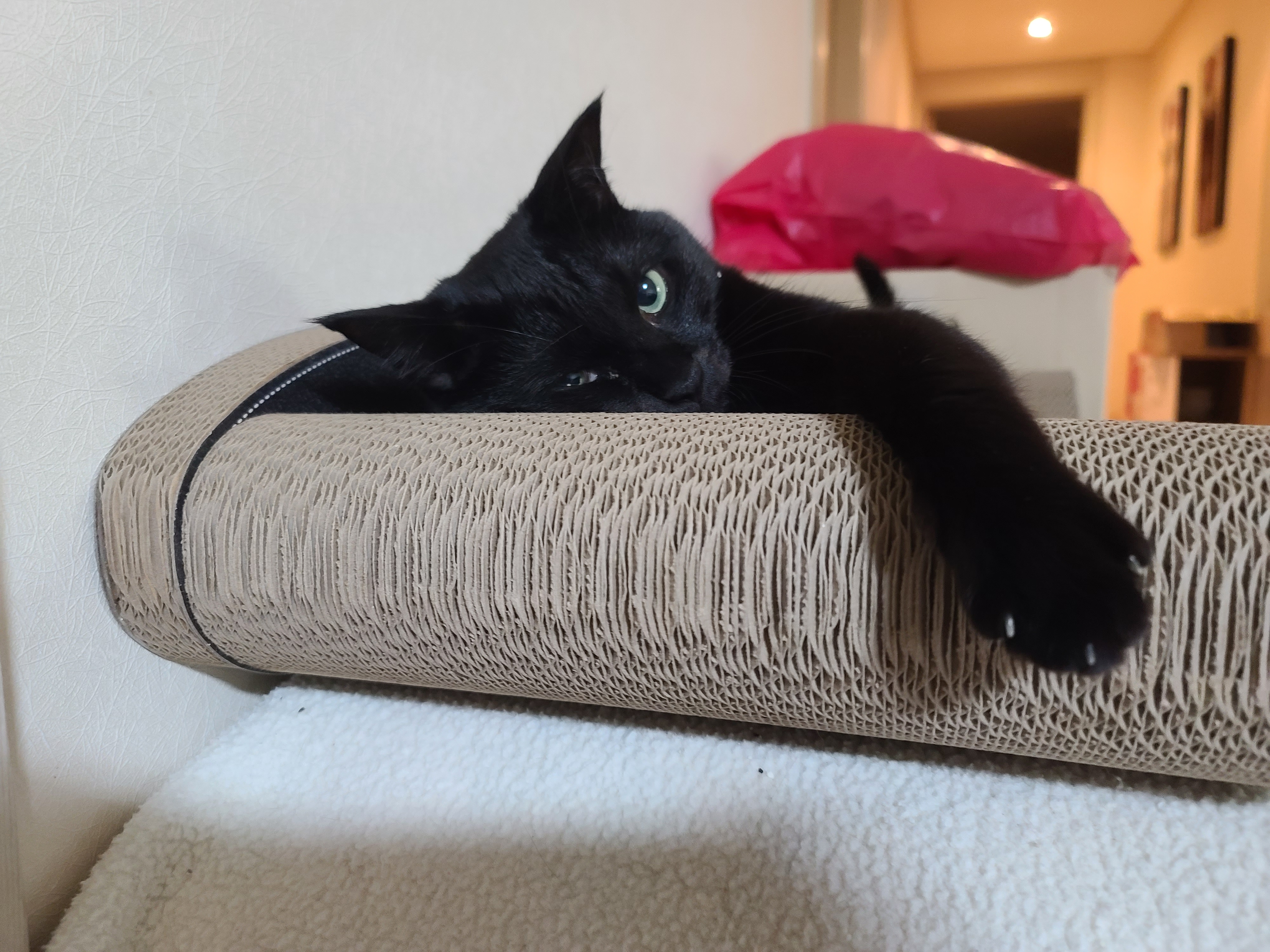 고양이들이 너무 좋아하는 침대형스크래쳐.(feat.엄마 손이랑 놀아주는 건이)