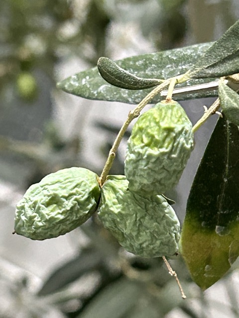 물을-주지-않아-쪼그라든-올리브나무-열매의-모습