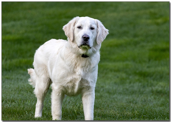 털이 하얀 리트리버