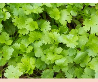 고수 나물 요리 재배 먹는법 무침 김치 만드는 법_7