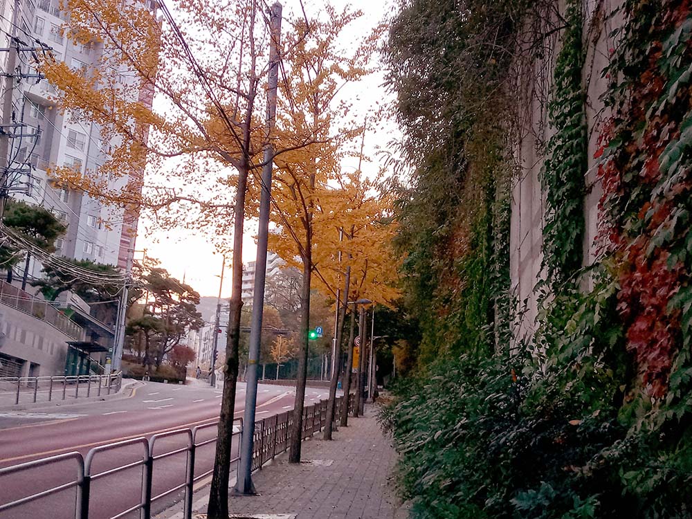 서울 사회복지 걷기대회(ECO Walk, Together Walk)