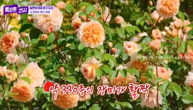 톡파원25시122화_일본여행_요쿄하마_야마테거리_항구가보이는언덕공원_미나토노미에루오카공원