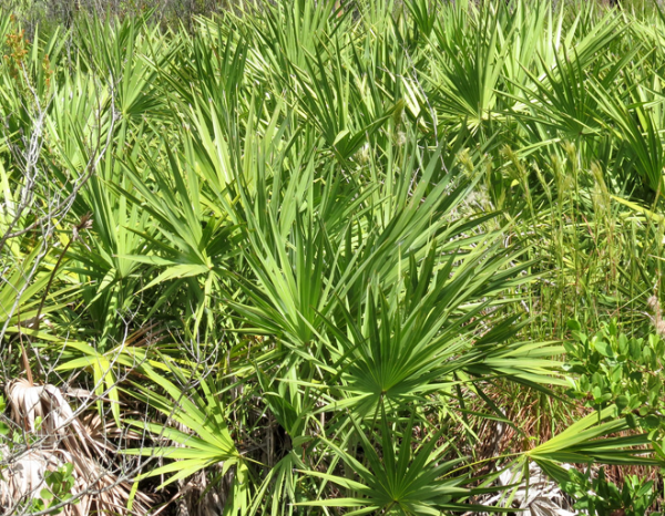 쏘팔메토 베타 시토스테롤 전립선 건강 전립선비대증 야뇨 잔뇨 전립선암 영양제 보충제 건강기능식품