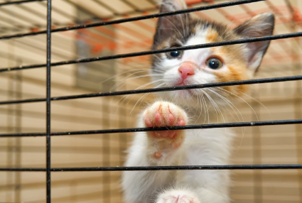 우리 안에 있어.