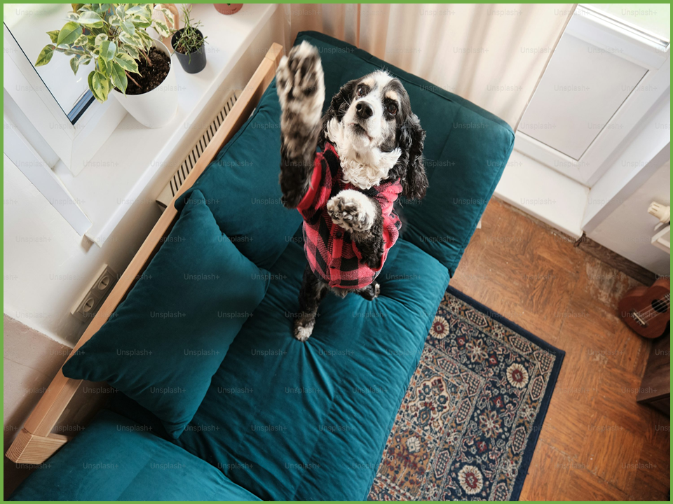 털 날림 방지 강아지 옷