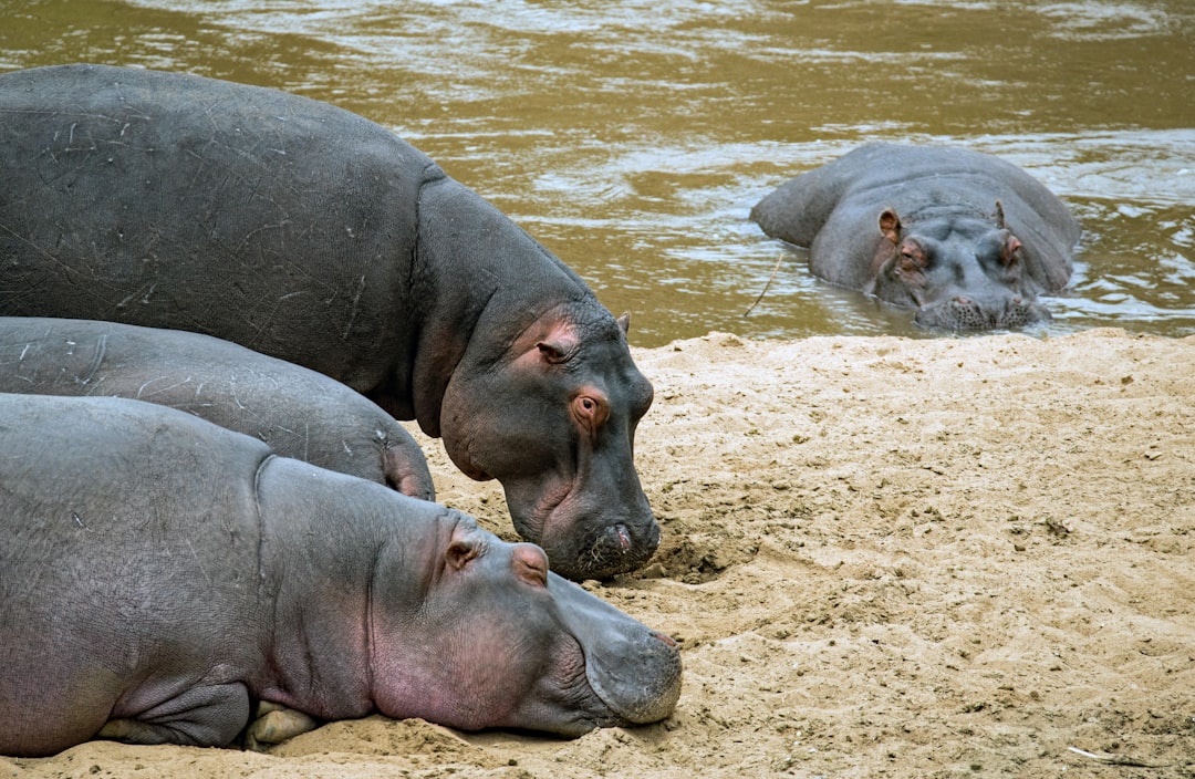Hippopotamus