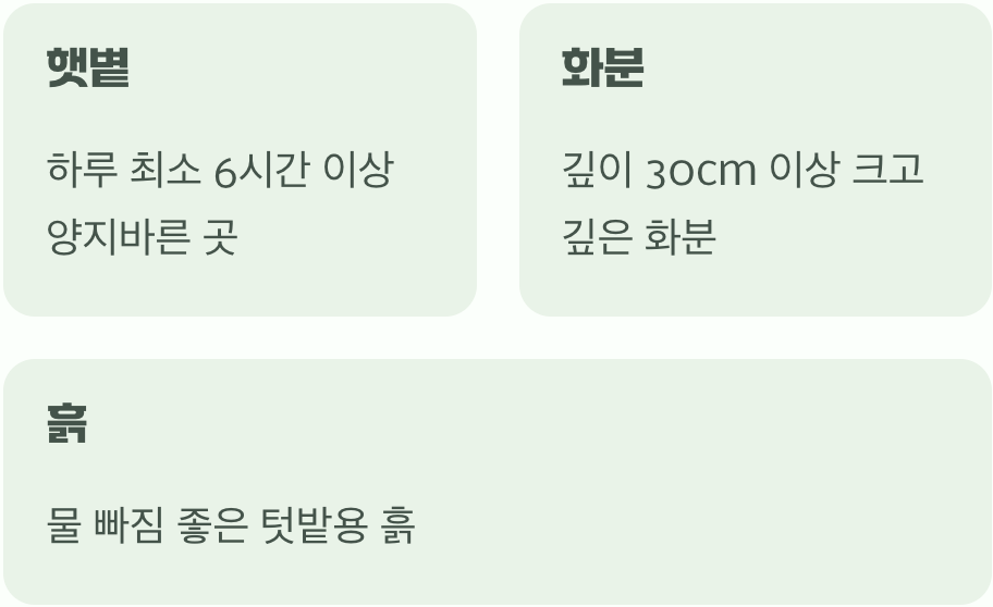 감자의 아늑한 새집 마련하기