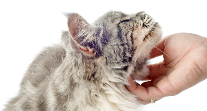 고양이 턱