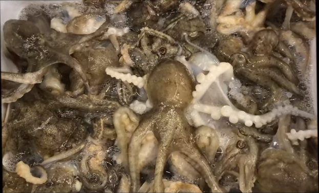 봄 제철음식 봄 제철요리 인기메뉴 TOP 7