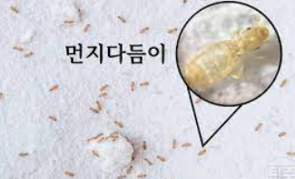 먼지다듬이 벌레/출처:구글이미지