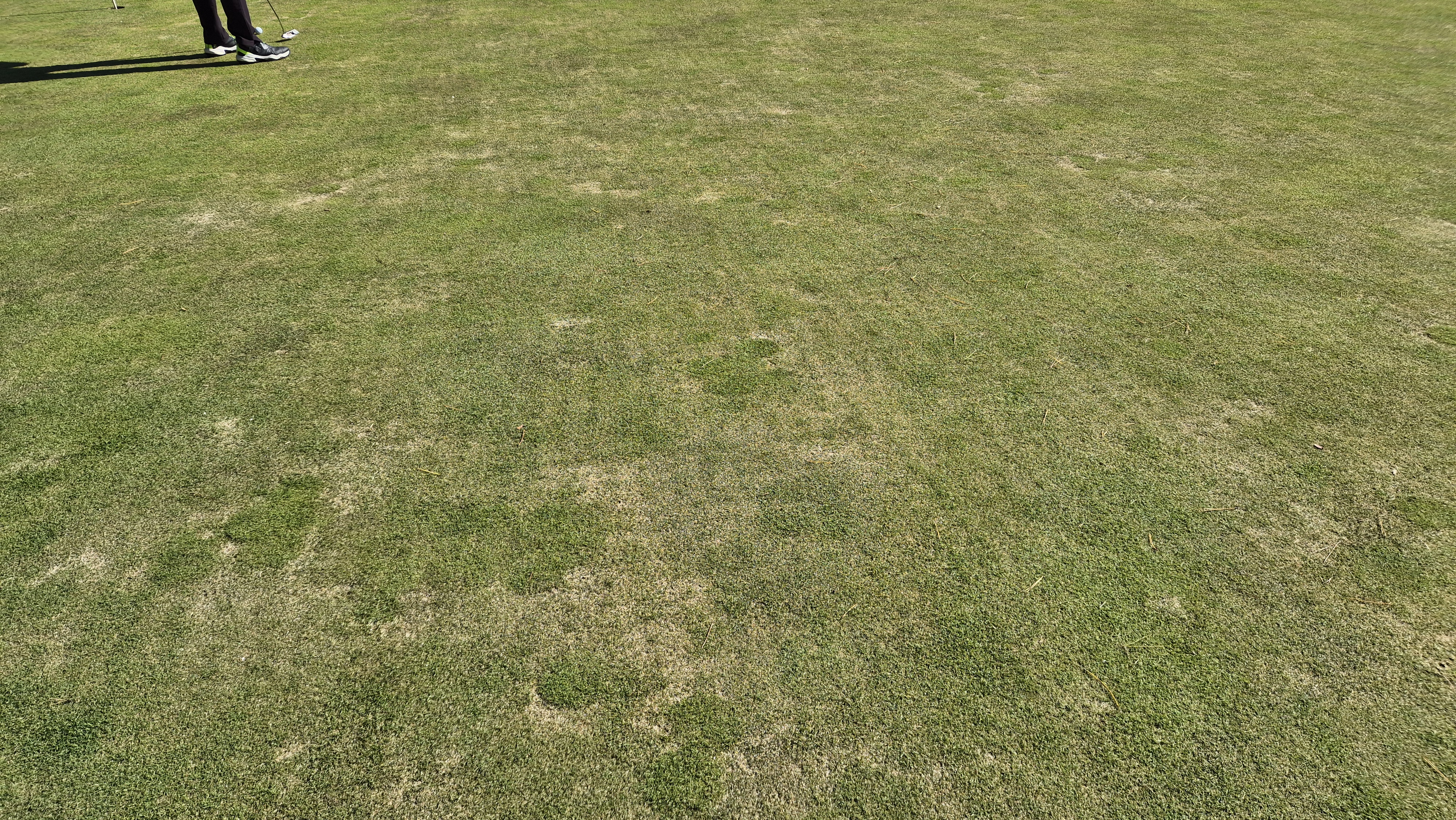 동촌gc 그린관리상태