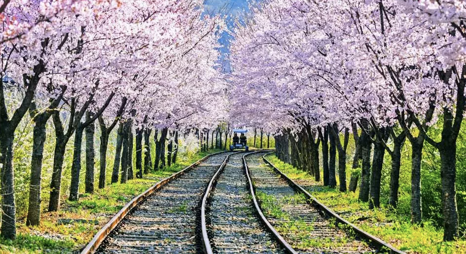 벚꽃 풍경 이미지