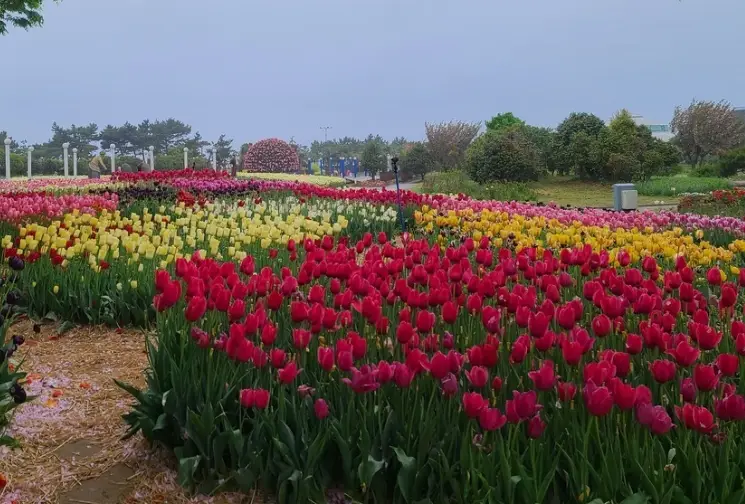 태안 튤립축제 일정, 개화시기