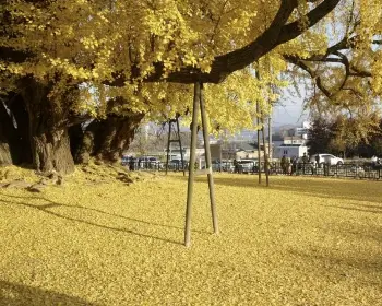 반계리 은행나무_19