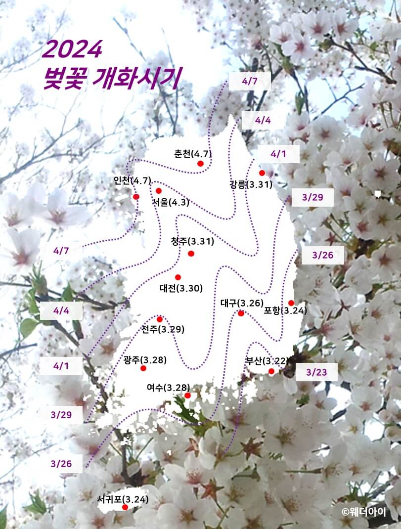 2024년 벚꽃 개화시기/ 지역별 벚꽃명소 추천