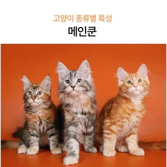 고양이 합사 방법 실패 스트레스 서열_3