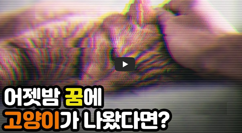 고양이 꿈해몽 영상보기