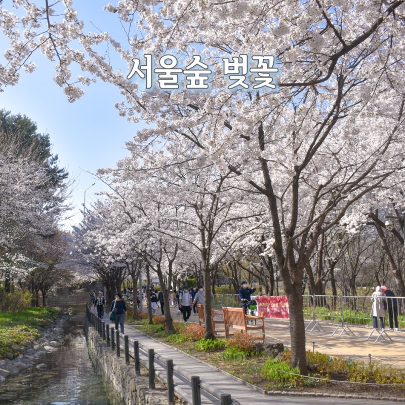 2024 서울 벚꽃 명소 BEST 10