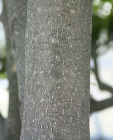 굴거리나무 수피