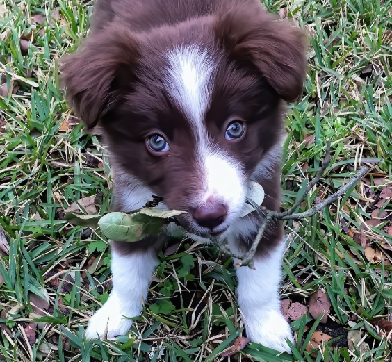 잔디밭 에 자유로운 강아지들