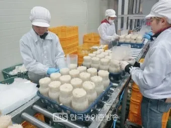 팽이버섯 재배 저온 관리 병해 예방 깔끔한 세척_10