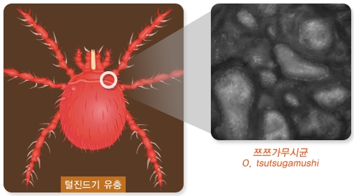 주요 매개체인 털진드기
